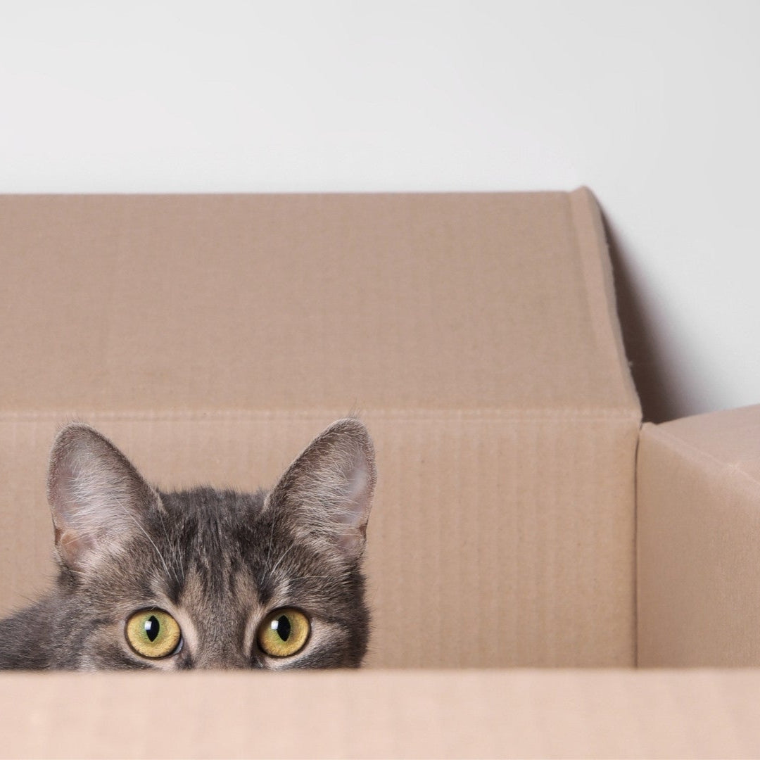 Cat peeking out from a cardboard box with a plain background